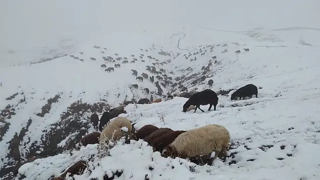 Özveren Köyü'nde hayvancılar karla kaplanan arazide sabah mesaisine çıktı