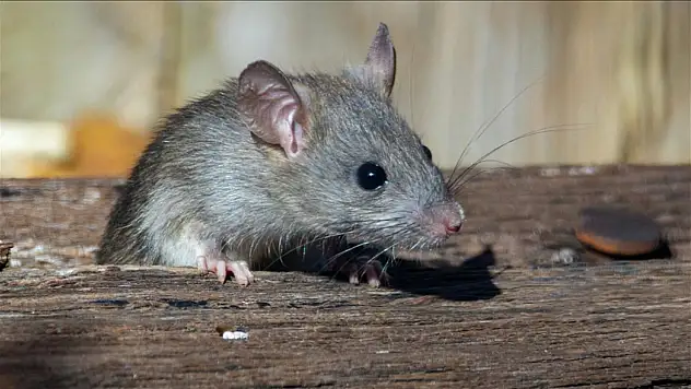 Pankreas kanserinde umut veren gelişme: Farelerde tümörler yok edildi