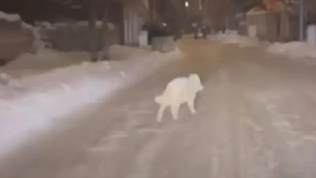 Patnos'a inen kurt endişe yarattı