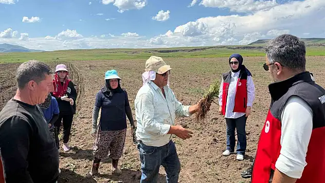 Patnos'ta 30 dönümde ada çayı üretimi başladı