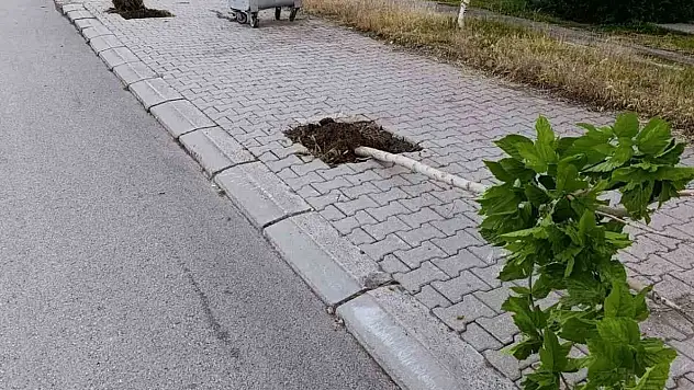 Patnos'ta ağaçlara zarar veren şüpheli kameradan tespit edilerek yakalandı