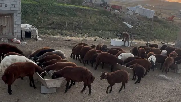Patnos'ta besicinin sonbahar mesaisi başladı