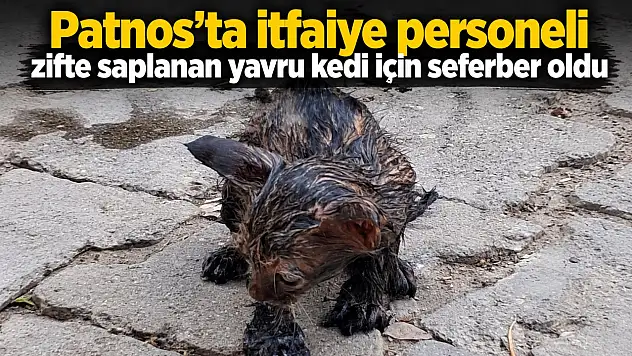 Patnos'ta itfaiye personeli zifte saplanan yavru kedi için seferber oldu
