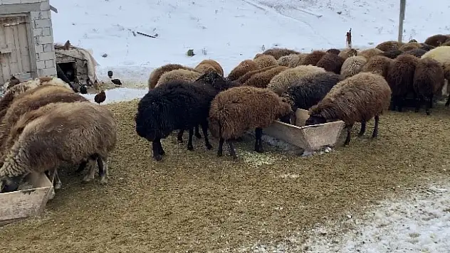 Patnos'ta kış şartları besicileri zorluyor
