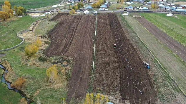 Patnos'ta mor patates bereketi: Çiftçiler kar yağmadan hasada hız verdi