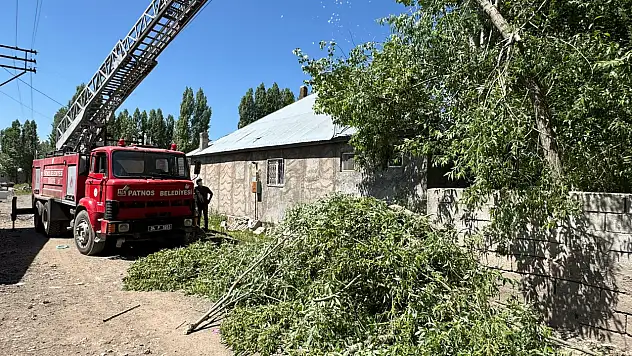 Patnos'ta polenle mücadele başladı: Kavak ağaçları kesiliyor