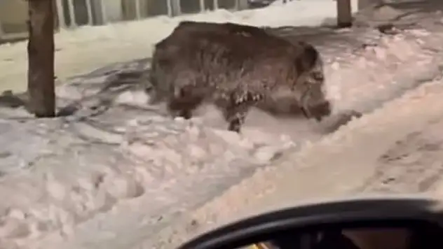 Patnos'ta yaban domuzları caddeye indi