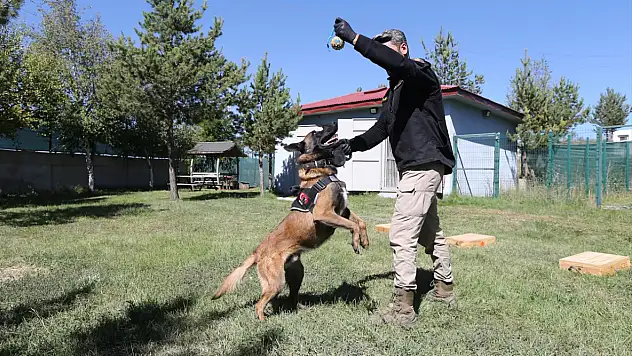 Polisin keskin burunlu yardımcısı Zeus, uyuşturucu zulalarına geçit vermiyor