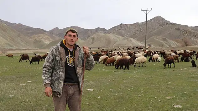 Saksağandan ilham alarak sürüsünü drone ile yönetmeye başladı