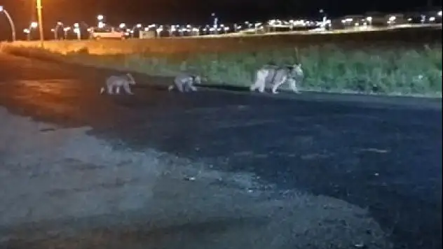 Sarıkamış'ta Anne Ayı ve Yavruları Geceleyin Kameralara Yansıdı