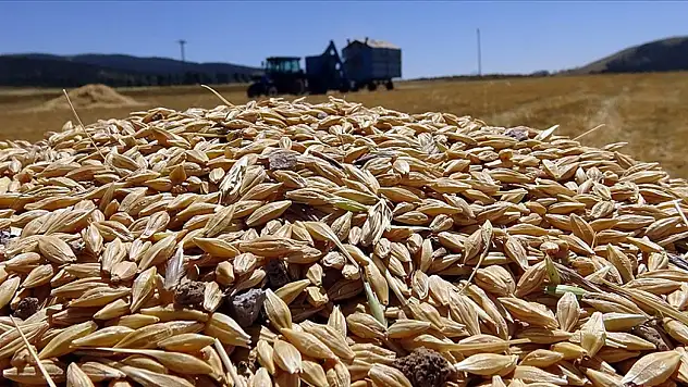 Sarıkamış'ta Kar Kış Geciktirdi, Hasat Zamanı Geldi!