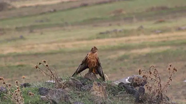 Sarıkamış'ta Nadir Kızıl Şahin Doğa Fotoğrafçılarının Kadrajında