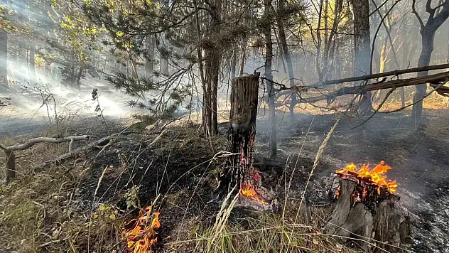 Sarıkamış'ta ormanlık alanda meydana gelen yangında 2 hektar alan zarar gördü