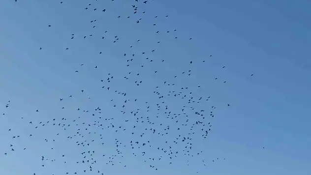 Sığırcıkların Gökyüzünde Yarattığı Görsel Şölen Büyüledi