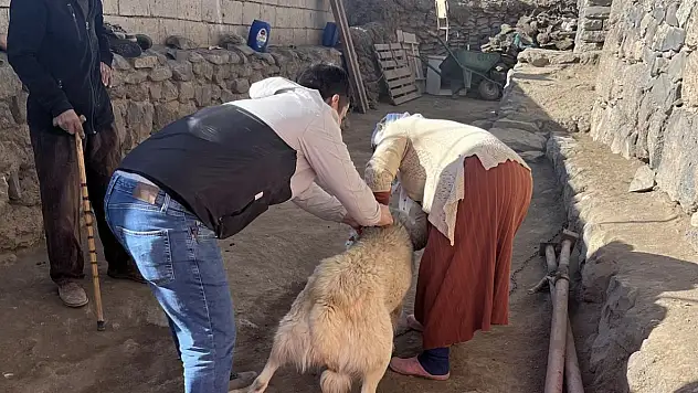 Son tarih yaklaşıyor: Mikroçip uygulamasında Doğubayazıt'ta yoğun mesai