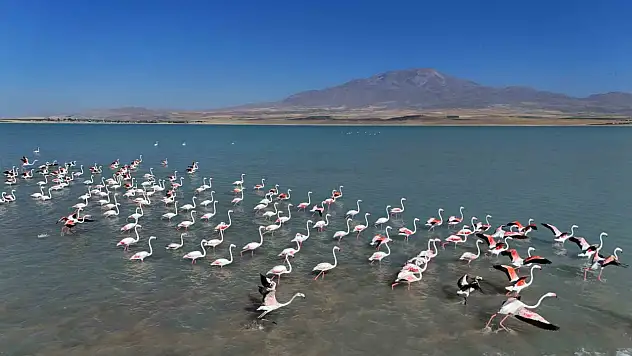 Süphan Dağı'nın Görkemi Eşliğinde Arin Gölü'ndeki Flamingoların Büyüleyici Dansı