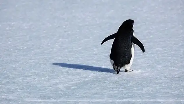Sürüden Ayrılan Penguen Nereye Gitti, Öldü mü, Yaşıyor mu, Akıbeti Ne Oldu?