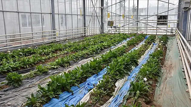 Tarımda enerji maliyetlerine teknoloji freni