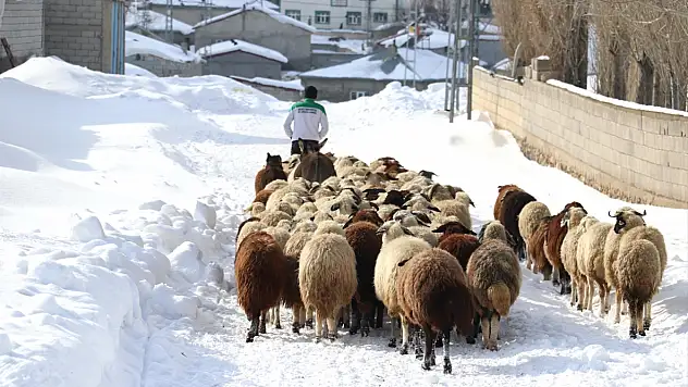 Taşlıçay'da besiciler hayvanlarını kar üstünde besliyor