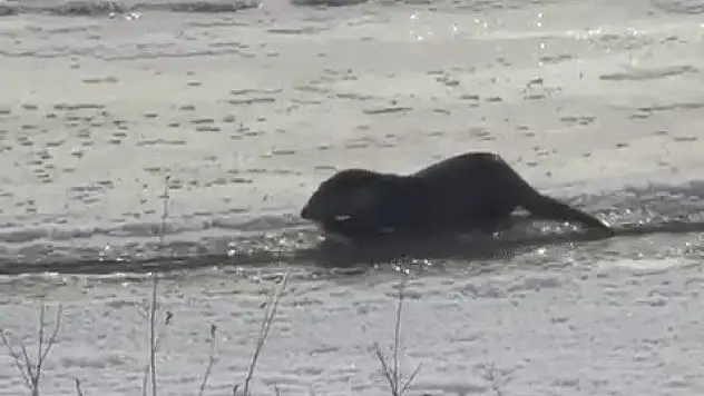 Taşlıçay'da görülen su samuru ilgi çekti