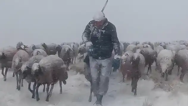 Taşlıçay'da hayvanlarını otlatan besici tipide zor anlar yaşadı