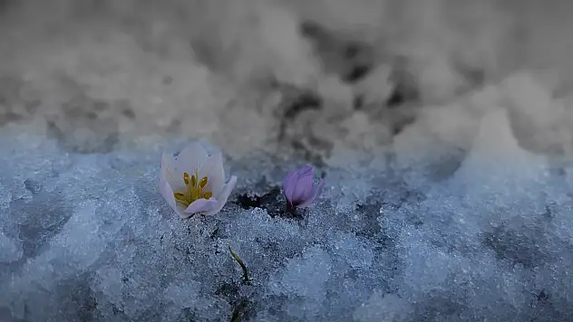 Tatvan'da baharın habercisi çiğdemler karların arasından yüzünü gösterdi