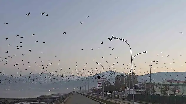 Tatvan'da Binlerce Karganın Gökyüzünü Kararttığı Şaşırtan Doğa Olayı