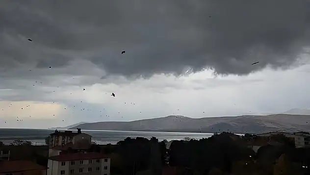 Tatvan'da Kargalar Gökyüzünü Kara Bir Halde Kapladı!