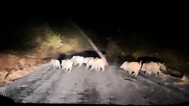Tatvan'da köy yolunda domuz sürüsü araca engel oldu, o anlar kamerada!