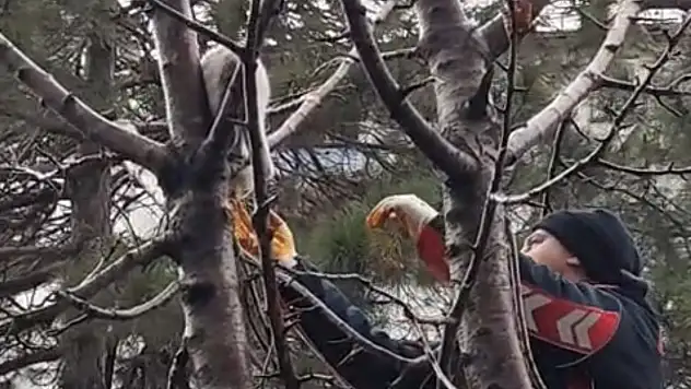 Tatvan'da Mahsur Kalan Kedi İtfaiye Ekipleri Tarafından Kurtarıldı