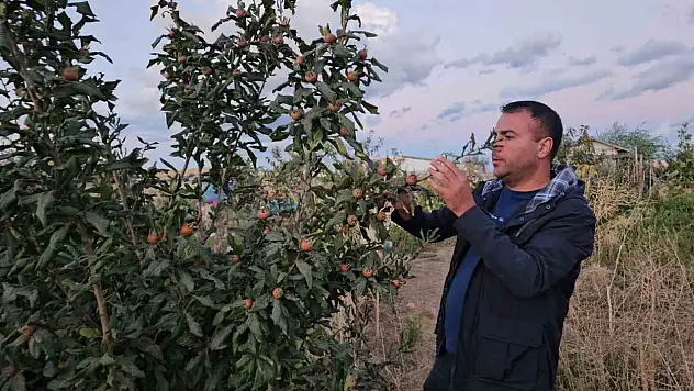 Tatvan'da Sıcak İklim Meyveleri Başarıyla Yetiştirildi