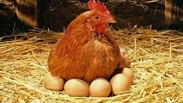 Tavukta safra kesesi var mı?