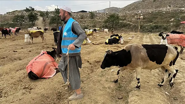 TDV'nin Afganistan'daki kurban organizasyonunda 8 bin 400 hisse et nasıl dağıtılacak?