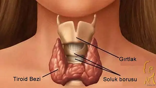 Tiroit nodüllerini hafife almayın! 35 yaşından sonra bir kez kontrol önerisi