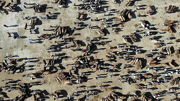 Türkiye'de sığır sayısı yükseldi, keçi ve koyun varlığı arttı