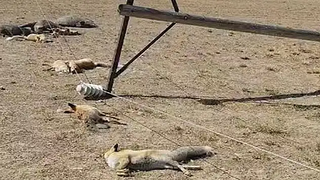 Tuşba'da devrilen elektrik direği, yaban hayvanlarını akıma kaparak yok etti