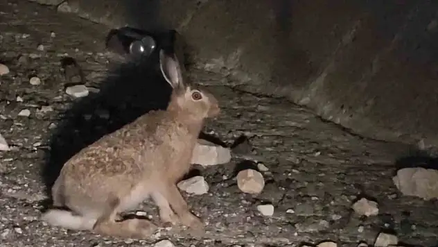 Uzundere'de sürücüsüyle tavşan buluşması: Güvenlik için bekledi!