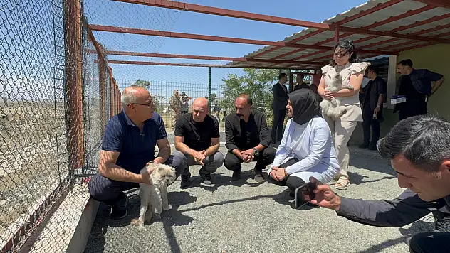 Vali Koç, Doğubayazıt hayvan barınağında: Modern tesis yerinde incelendi