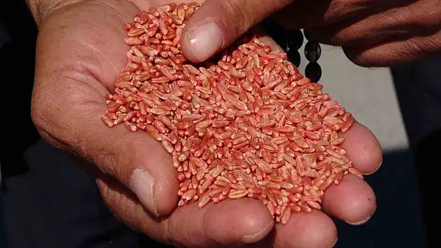 Van'da 11 bin çiftçiye 11 bin ton sertifikalı tohum desteği sağlandı, 240 bin koyun dağıtıldı