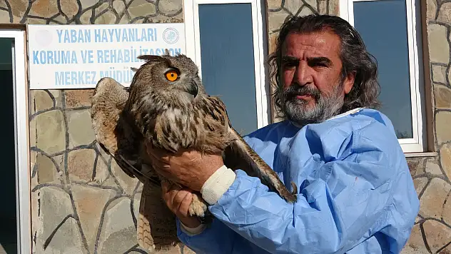 Van'da 2024 yılında 500 yaban hayvanı tedavi edildi