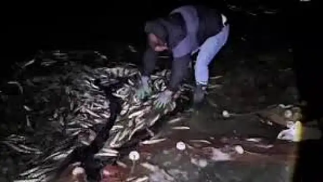 Van'da 5 tonun üzerinde kaçak avlanan inci kefali ele geçirildi.