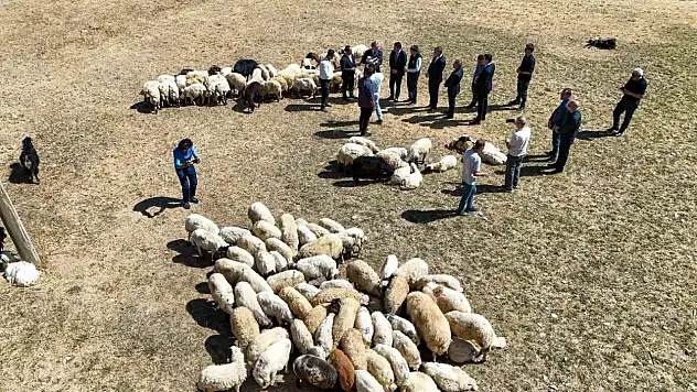 Van'da Çiftçilere Sıfır Faizli Kredi ve 240 Bin Koyun Desteği Sağlandı