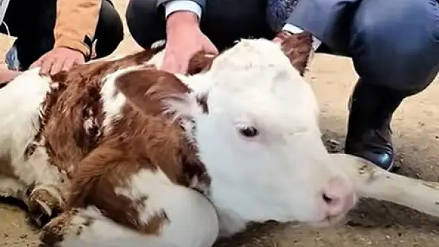 Van'da Düve Üretim Merkezi Kuruldu