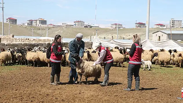 Van'da hayvan sağlığı kadın veterinerlere emanet