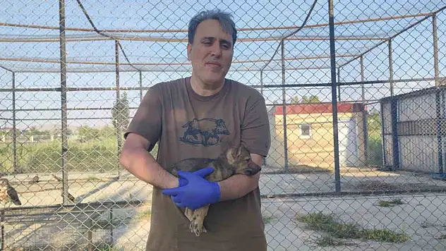 Van'da kurtlar ve köpekler arasındaki genetik bağ araştırılıyor