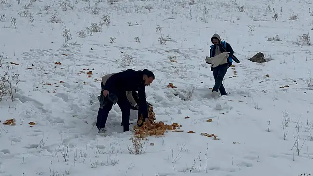 Van'da Muradiyeli gönüllüler yaban hayvanlarını unutmadı