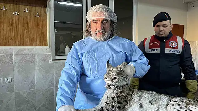 Van'da nesli tehlike altındaki vaşak tedavi altına alındı, doğaya geri kazandırılacak