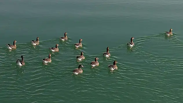 Van Gölü Havzası, Kış Aylarında Yaban Kazlarına ve Flamingolara Ev Sahipliği Yapıyor