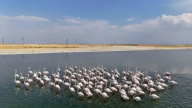 Van Gölü'nde Flamingo Şöleni: Doğa Fotoğrafçıları Akın Ediyor