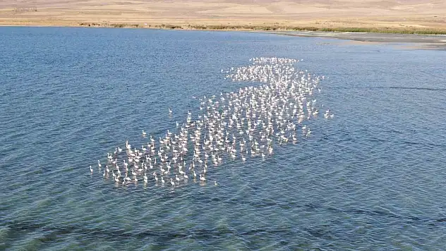 Van Gölü'nde flamingo yoğunluğu, Urumiye Gölü'ndeki kuruma nedeniyle arttı